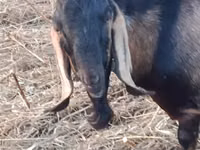 बकरा, Nubian Goat — फ़ोटो 3