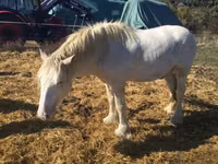 Horse (M), Gypsy horse — photo 4