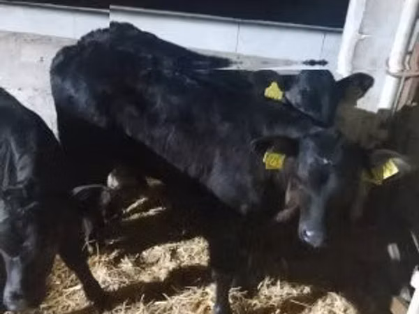 Bull, Limousin cow