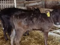 母牛, Limousin cow — 照片 2