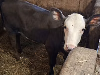 بقرة, Charolais cattle — الصورة 5