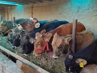 Toro, Ganado vacuno — foto 4