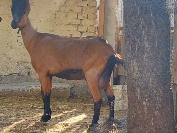 Ямаа, Alpine goat