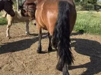 母马, Horses — 照片 4