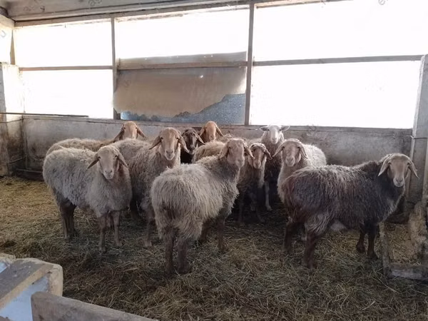 Хонь (бүлэг, хүйс заагаагүй), Хонь