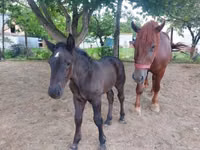 فرس, Hungarian horse breed — الصورة 1