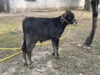 ثور, Swiss cattle — الصورة 2