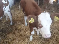 Rinder (Partie, Geschlecht nicht angegeben), Simmental cattle — Foto 7