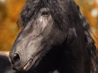 Horse (M), Friesian — photo 1