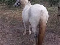 Yegua, Caballos — foto 4