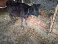母牛, Cattle — 照片 6