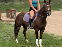Mare, Quarter Horse — photo 4