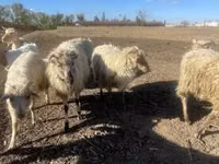 मेढ़ा, Merino sheep — फ़ोटो 1