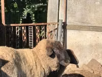 Schafe (Partie, Geschlecht nicht angegeben), Cameroon sheep — Foto 2
