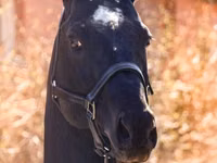 घोड़ा, Thoroughbred horse — फ़ोटो 5