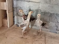 Chickens — 照片 1