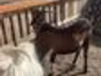 تيس, Nubian Goat — الصورة 3