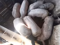 Säue, Schweine — Foto 1