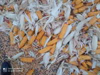 Продаю кукуруза 🌽 Пионер сухой, 1кг 13сом адрес КАРА Балта — الصورة 1