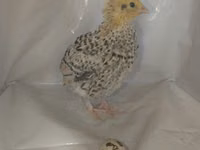 Quails — 6 зураг