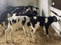 Бух, Russian Black pied cattle — 2 зураг