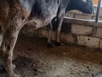 母牛, Alatau breed — 照片 2