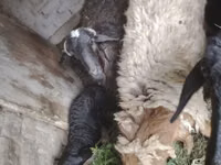 أغنام (دفعة، الجنس غير محدد), الأغنام — الصورة 3