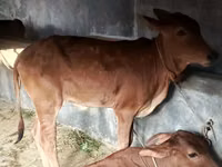 Cow, Brahman — photo 3