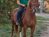 Horse (M), Kisber felver — photo 1