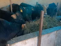 Toro, Ganado vacuno — foto 2