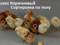 Padovana — foto 6