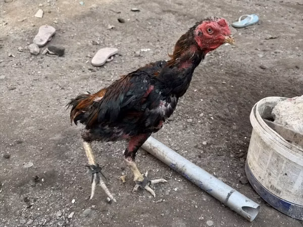 Chickens