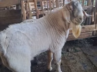 Billy Goat, Beetal goats — photo 3