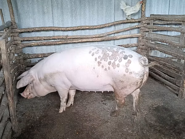 Säue, Schweine