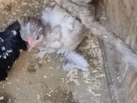 Chickens — 1 зураг