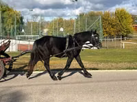 Caballo, Caballos — foto 4