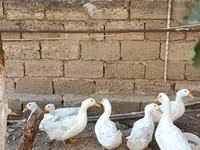 Ducks — 照片 2