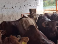 Бух, Simmental cattle — 6 зураг