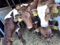 Бух, Simmental cattle — 1 зураг