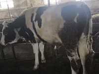 公牛, Simmental cattle — 照片 8