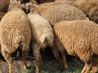 أغنام (دفعة، الجنس غير محدد), Karabakh sheep — الصورة 2