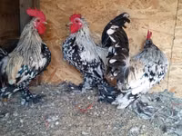 Bantam — photo 4