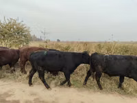 公牛, Swiss cattle — 照片 2
