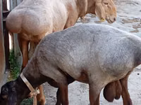 Хуц, Ordabasy sheep — 1 зураг