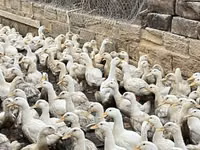 Ducks — Foto 3