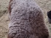 公羊, Sheep — 照片 3