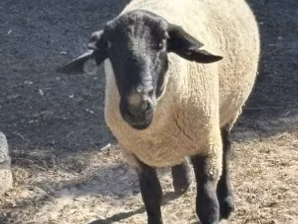 मेढ़ा, White Suffolk sheep