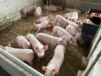 Cerdos (lote, sexo no especificado) — foto 8