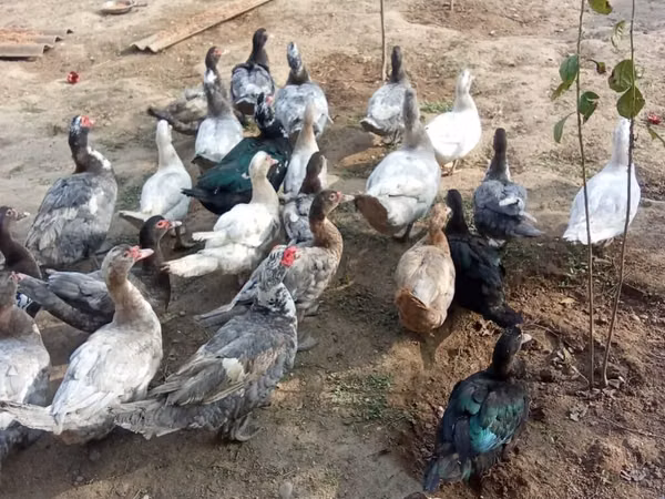 Ducks