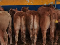 Cattle (batch, sex not specified), Limousin cow — photo 1